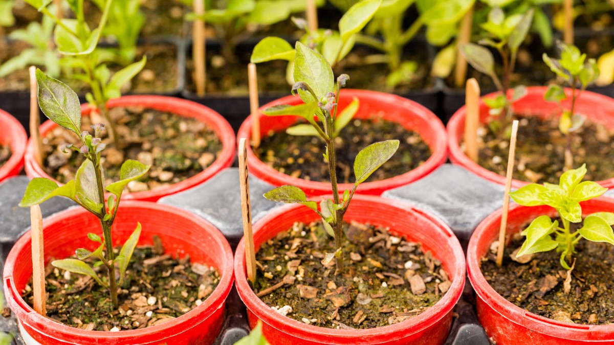 5 Steps To Make Money Selling Plants Celebz Net Worth